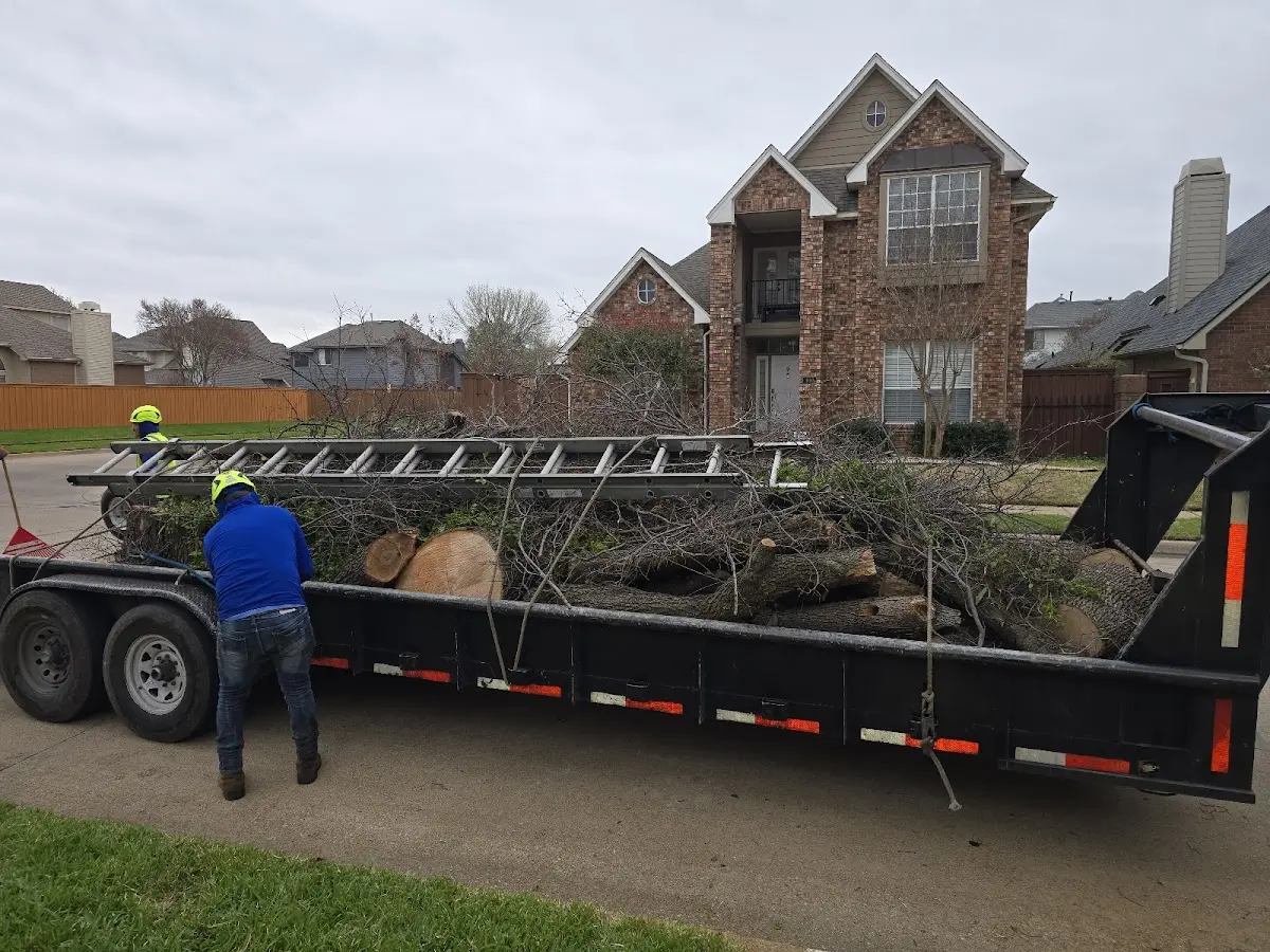 Expert Tree Pest Control with proper safety equipment in Comfrey
